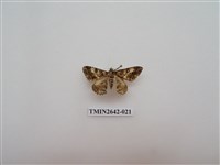 藏品(尺蛾170)的圖片